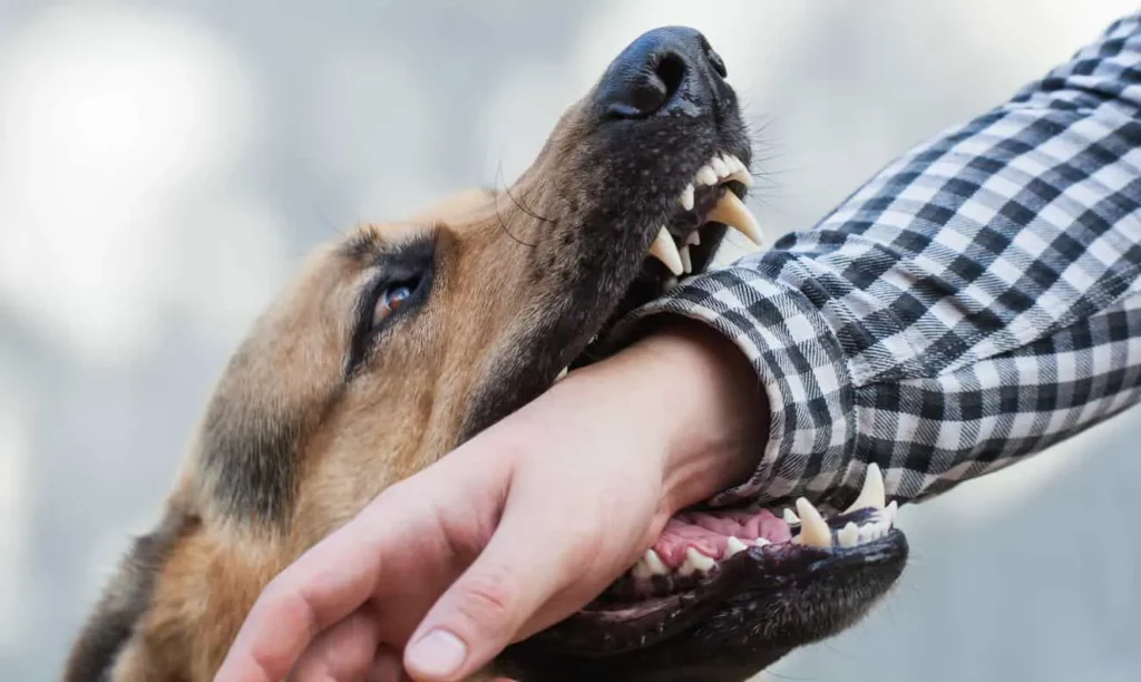 Dog biting a man's arm